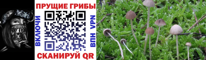 Купить Клинцы Галлюциногенные грибы ЛСД